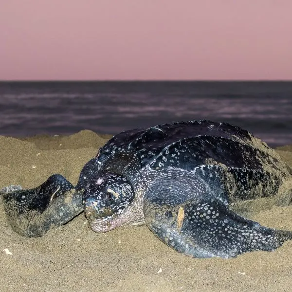 Leatherback Sea Turtle (Dermochelys coriacea) on beach at sunset