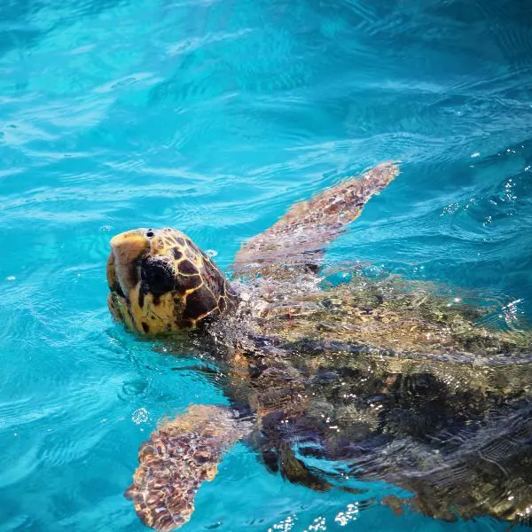 Loggerhead Sea turtle (Caretta Caretta) Swimming in vibrant blue water