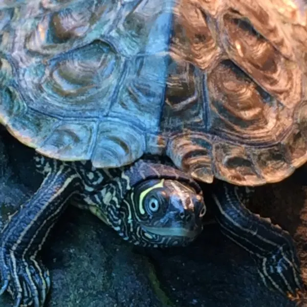 Mississippi Map Turtle (Graptemys pseudogeographica kohni) basking on platform in tank