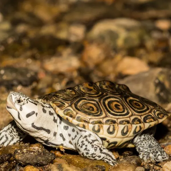 Northern Diamondback Terrapin on rocks in enclosure