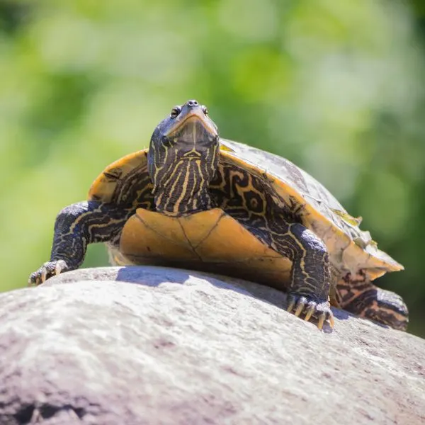 Northern Map Turtle (Graptemys geographica) basking on rock