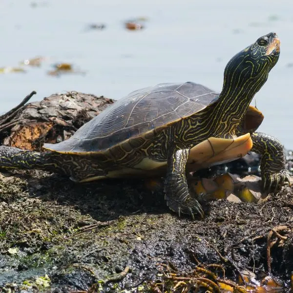 Northern Map Turtle (Graptemys geographica) basking on shore