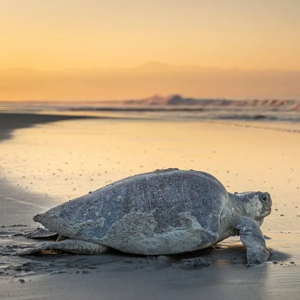 Olive Ridley Sea Turtle (Lepidochelys olivacea) going back into ocean