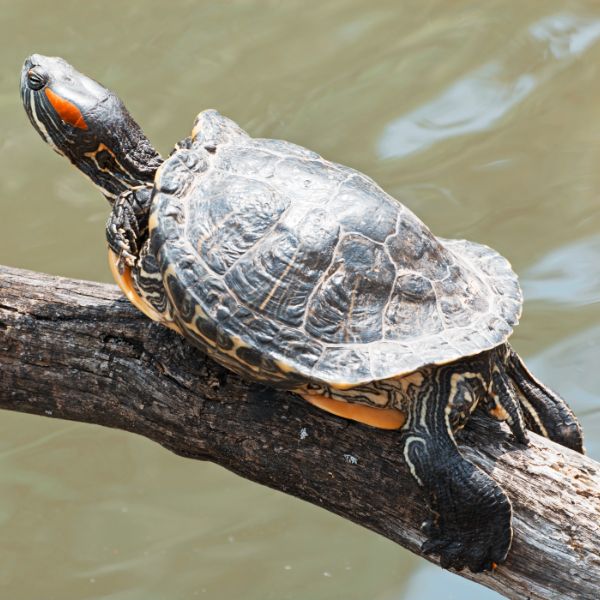 Red Eared Slider turtle (Trachemys Scripta Elegans) basking on large branch over pond