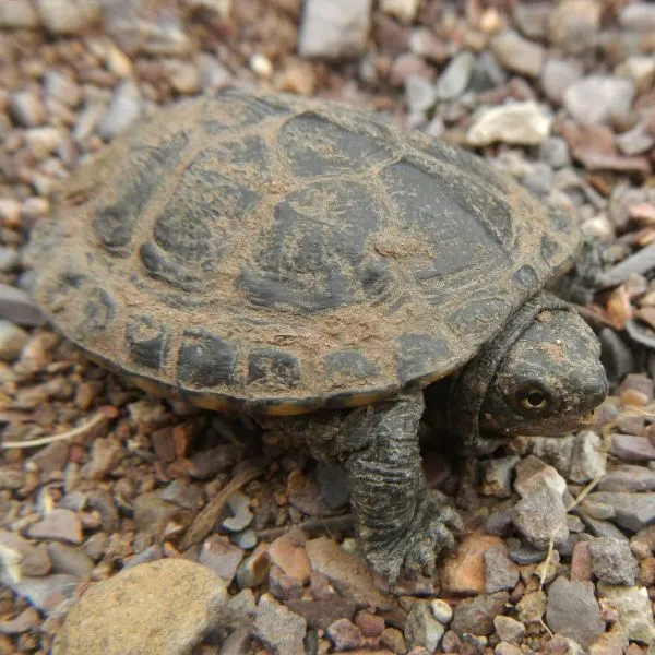 Sonoran Mud Turtle (Kinosternon sonoriense) in gravel