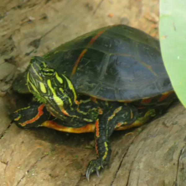 Southern painted turtle (Chrysemys dorsalis) on log with large leaves providing cover