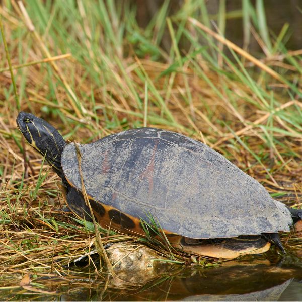 Southern painted turtle (Chrysemys picta dorsalis) stopping on shore after getting out of the water