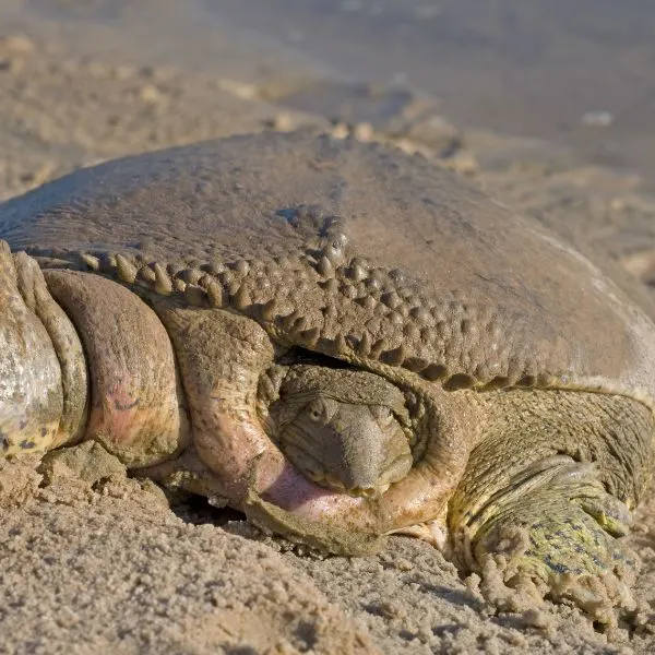 Spiny Softshell Turtle (Apalone spinifera) on the bank of the Canadian River in central Oklahoma