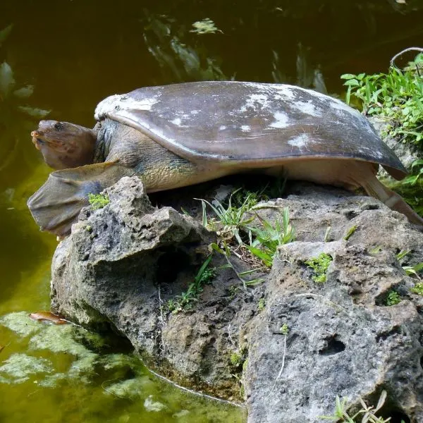 Spiny Softshell turtle (Apalone spinifera) resting on rock on shore of pond