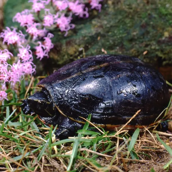 Striped mud turtle (Kinosternon baurii) in yard next to row of flowers