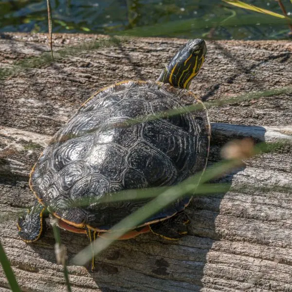 Western Painted Turtle (Chrysemys Picta Belli) Basking on log