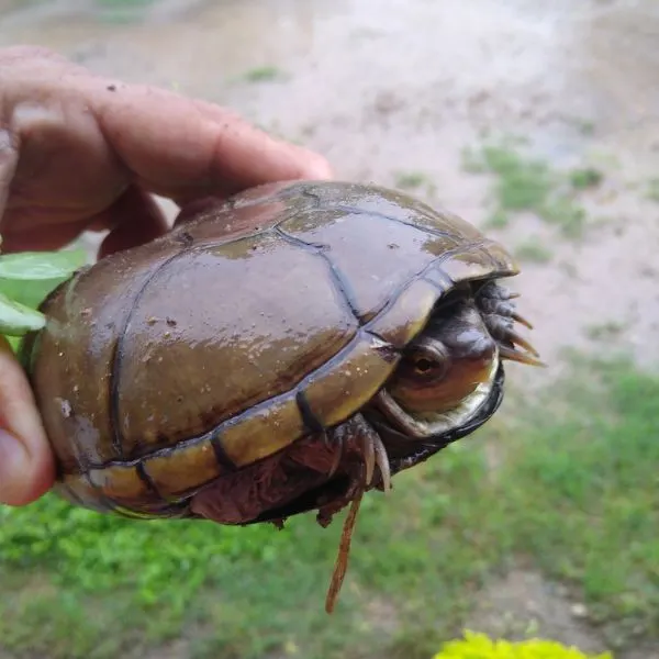 Yellow mud turtle (Kinosternon flavescens) being hedl with all limbs retracted and its claws sticking out