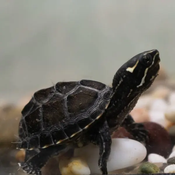 Young Common Musk Turtle (Sternotherus odoratus) in tank with rocks on bottom