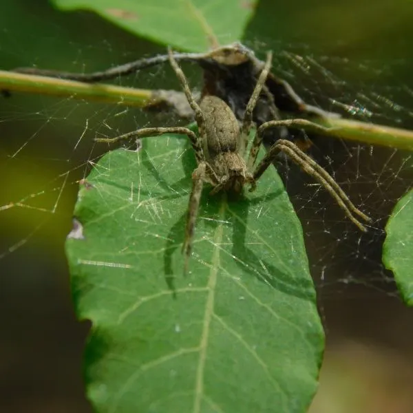 American Nursery Web Spider (Pisaurina mira) making its web on leaves in Wichita, Kansas, USA