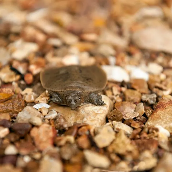 Baby Spiny Softshell turtle on creek bed