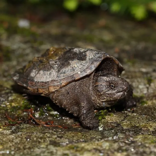 Baby common snapping turtle (Chelydra Serpentina) found in woods)