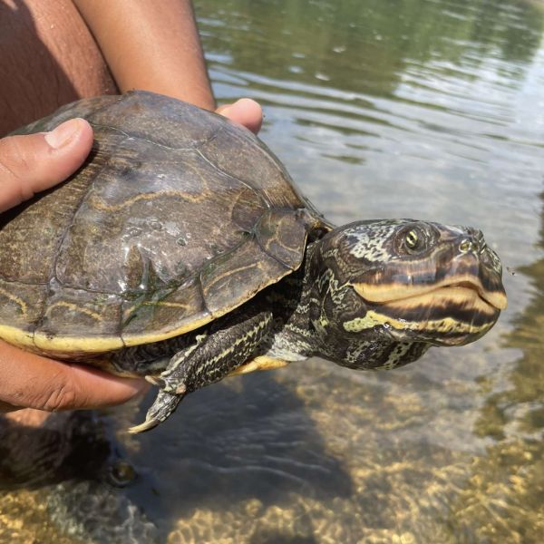 Barbours Map Turtle (Graptemys barbouri) being held with its head out looking at camera