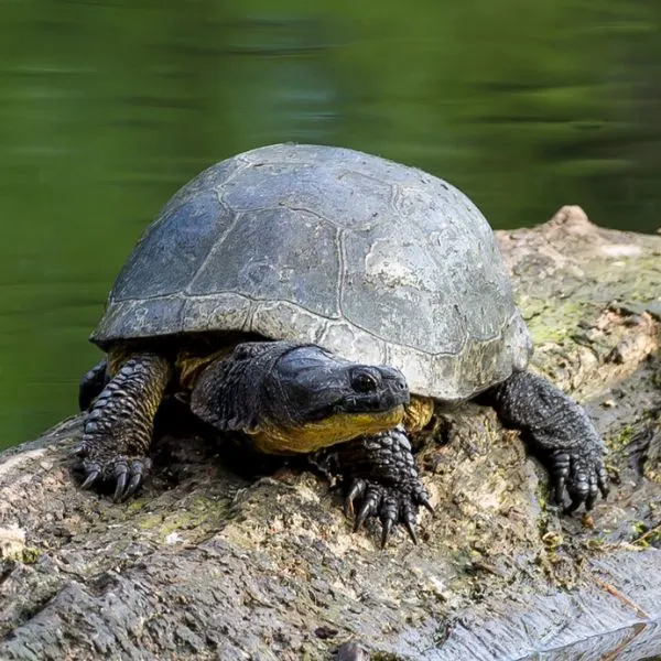 Blandings turtle (Emydoidea blandingii) basking on a downed tree in pond