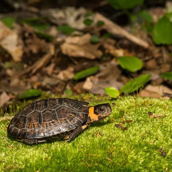 Bog turtle (Glyptemys muhlenbergii) sitting in grass in a forrest