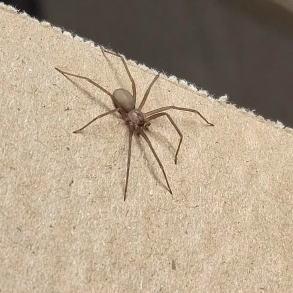 Brown Recluse (Loxosceles reclusa) walking on brown paper in Overland Park, Kansas, USA