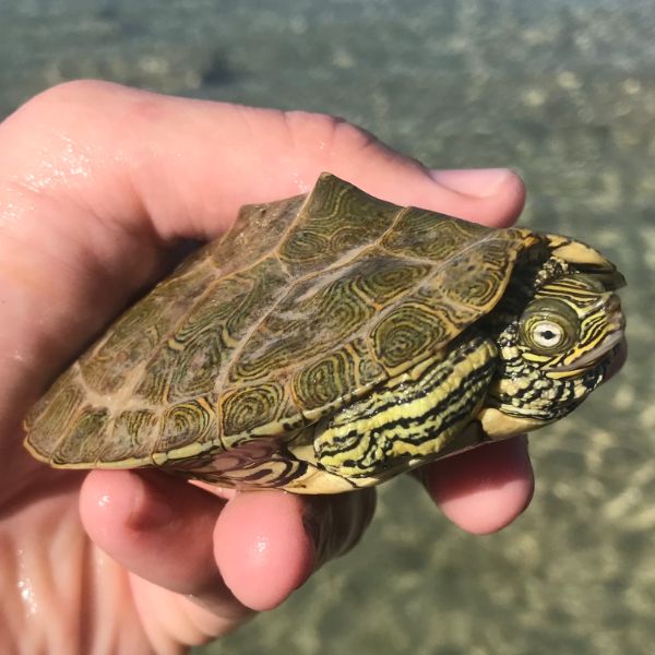 Cagles Map Turtle being held for picture with all limbs retracted (Graptemys Caglei)