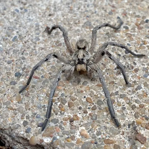Carolina Wolf Spider (Hogna carolinensis) on a rocky surface in Lindsborg, Kansas, USA