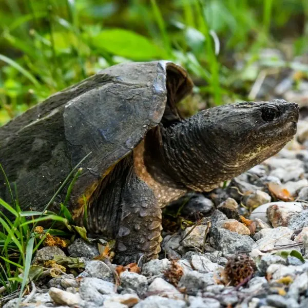 Common snapping turtle building a nest next to a gravel path