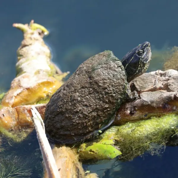 Eastern Musk (Sternotherus odoratus) turtle basking on log