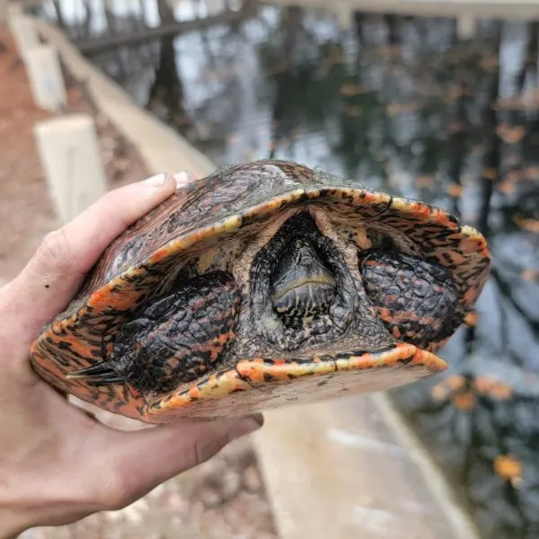 Eastern river cooter (Pseudemys concinna concinna) being held up full retracted in its shell