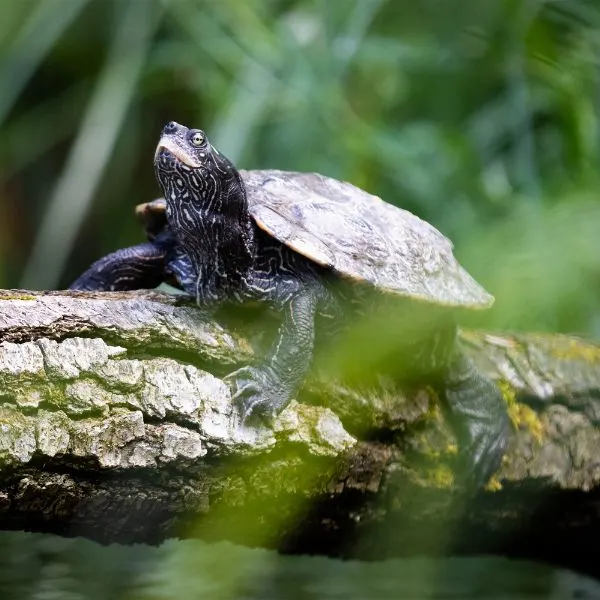 False map turtle (Graptemys pseudogeographica) on thick branch over water