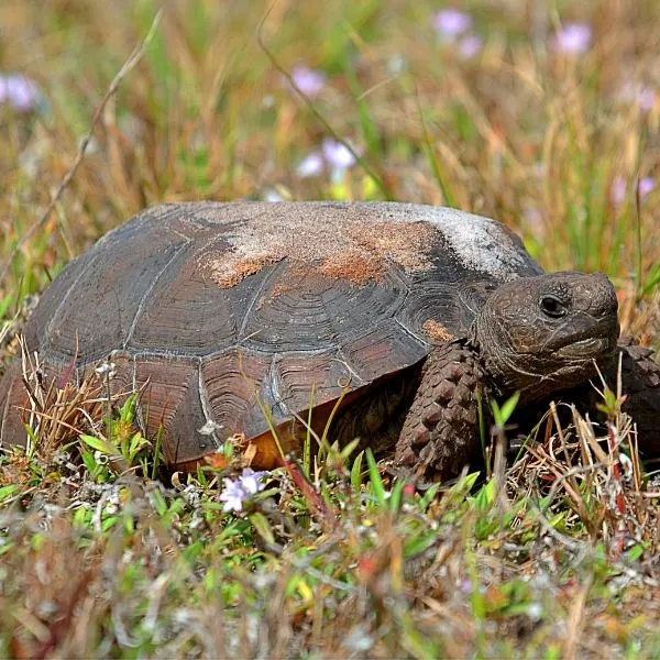 Gopher Tortoise (Gopherus Polyphemus) with sand on its back in field of grass