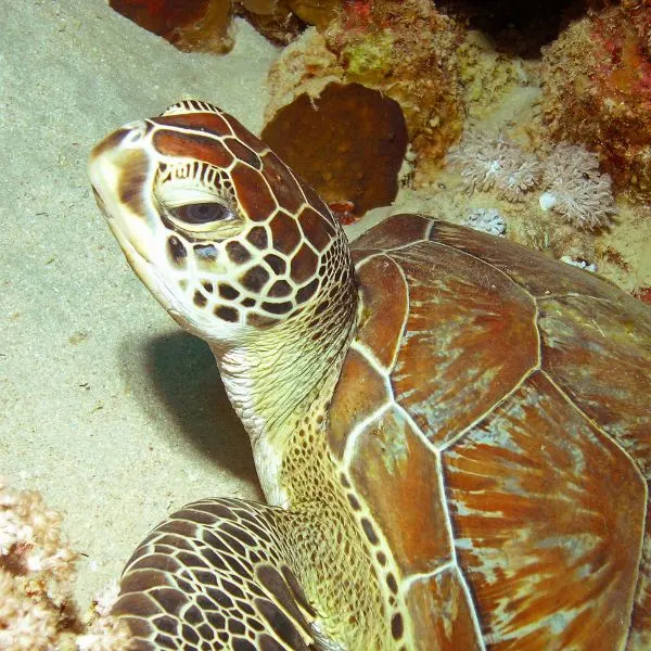 Hawksbill Sea Turtle (Eretmochelys imbricata) swimming on sandy sea floor with coral in background