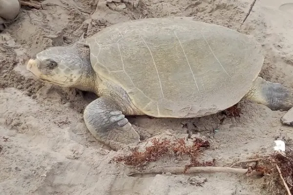 Kemp's Ridley (Lepidochelys kempii) partially burrowed on snady beach