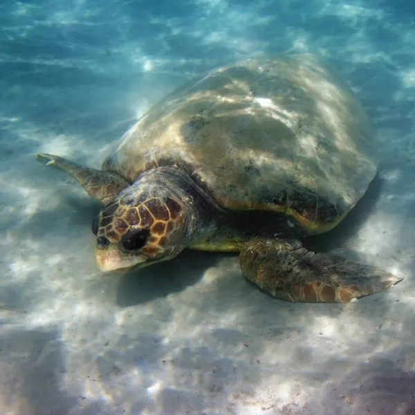 Loggerhead Sea Turtle (Caretta Caretta) resting on sea bed