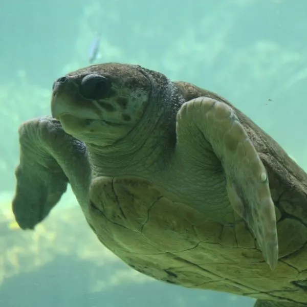 Loggerhead Sea Turtle (Caretta Caretta) swimming in light blue water looking at camera