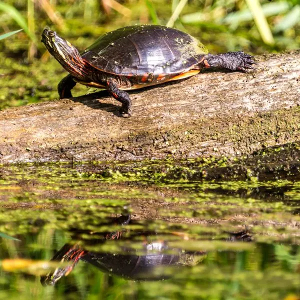 Midland painted turtle (Chrysemys picta marginata ) basking on a log