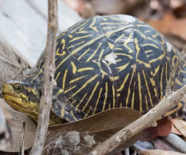 Ornate box turtle (Terrapine ornata ornata) found outside a lighthouse in the woods