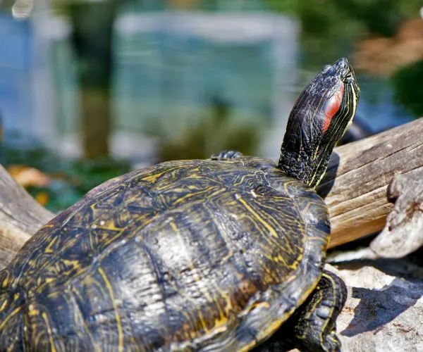 Red eared slider (Chrysemys scripta elegans) sunning found in Valencia Spain