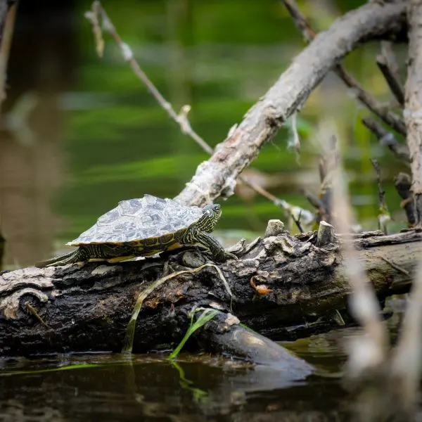 Side view of a Northern Map turtle (Graptemys geographica) sitting on a downed tree in a swamp