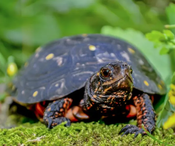 Spotted turtle (Clemmys guttata) in the wild