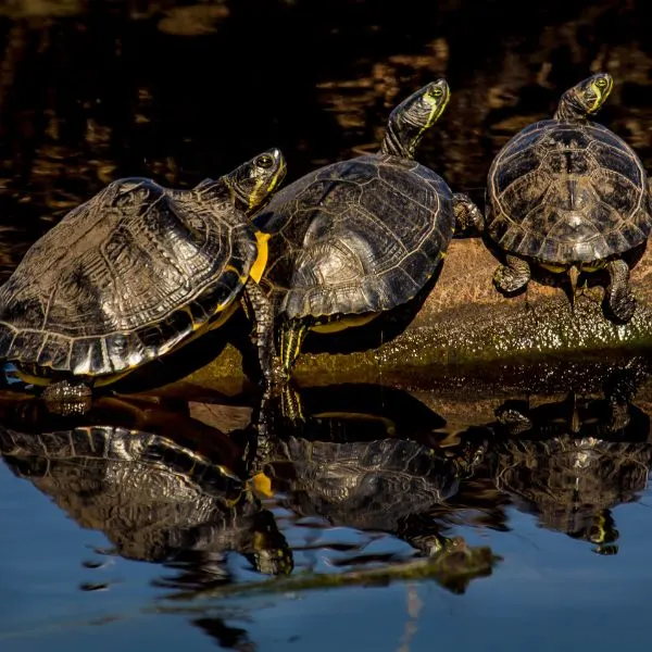 Three Yellow Belly Sliders (Trachemys scripta scripta) basking on a log side by side