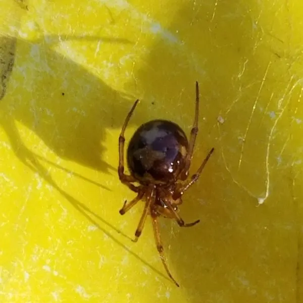 Triangulate Combfoot (Steatoda triangulosa) in its web on a yellow surface in Brown County, Kansas, USA