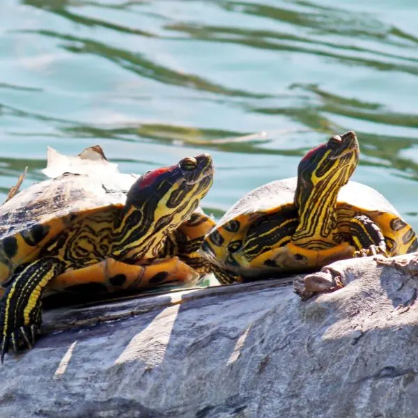 Two Red Eared Sliders (Trachemys scripta elegans) basking on a log