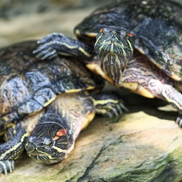 Two red eared sliders on rock basking with one having its leg on the others shell