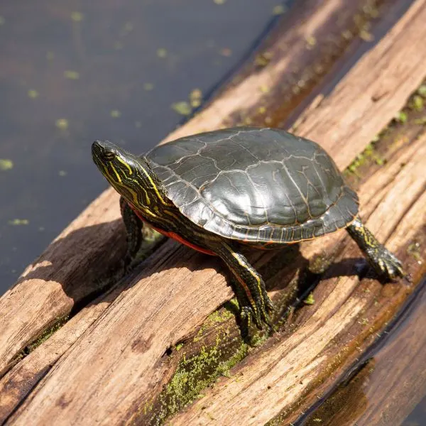 Western painted turtle (Chrysemys Picta Belli) on downed tree in water basking