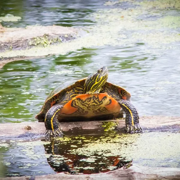 Western painted turtle (Chrysemys Picta Belli) partially on log out of water basking