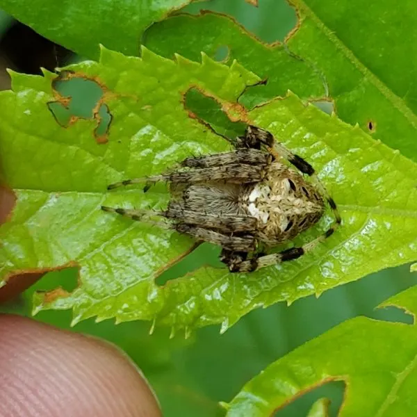 Arabesque Orbweaver (Neoscona arabesca) on a small holey leaf in New Castle County, Delaware, USA