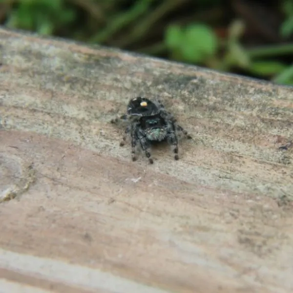 Bold Jumping Spider (Phidippus audax) on a wooden surface in Tennessee, USA