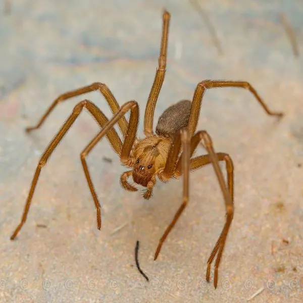 Brown Recluse (Loxosceles reclusa) on a rock-like surface in Mississippi, USA