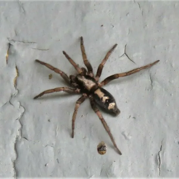 Eastern Parson Spider (Herpyllus ecclesiasticus) on a grey wall on Prince Edward Island, Canada